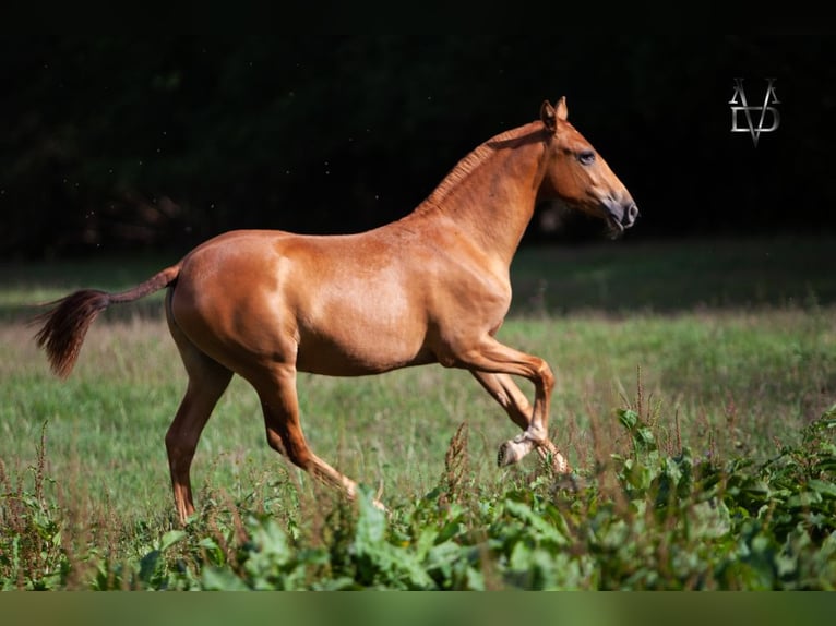 PRE Mix Mare 3 years 15,1 hh Chestnut-Red in La Vespière-Friardel