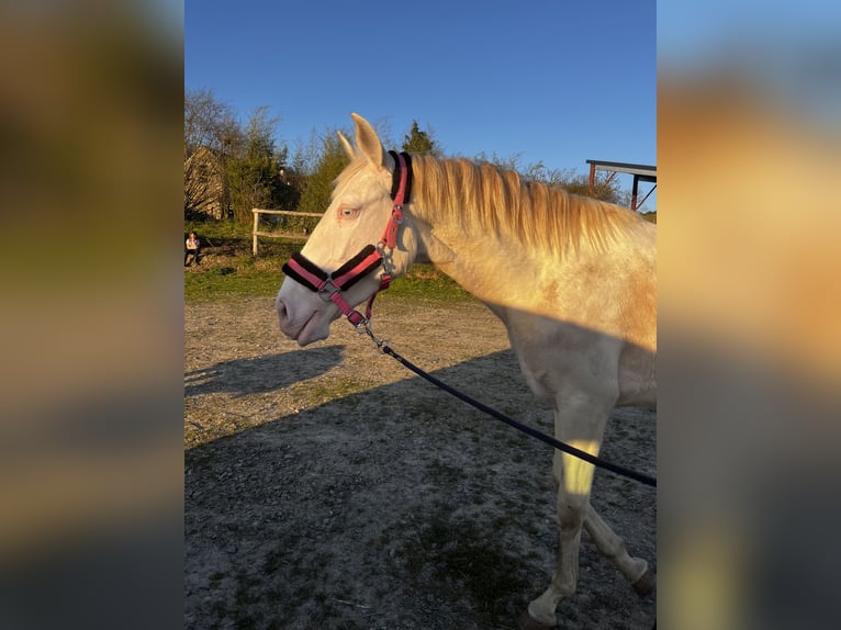 PRE Mix Mare 3 years 15.1 hh Cremello in Tours