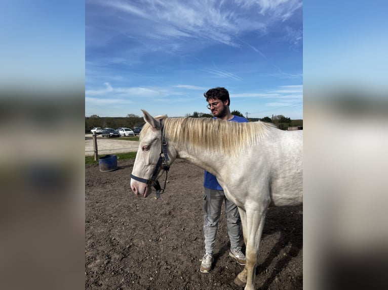 PRE Mix Mare 3 years 15.1 hh Cremello in Tours