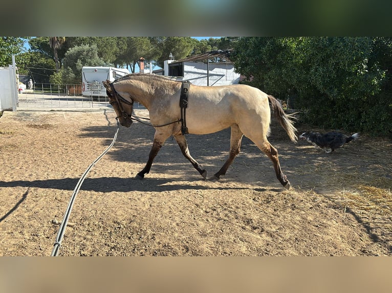 PRE Mix Mare 3 years 15,1 hh Dun in Puerto Real