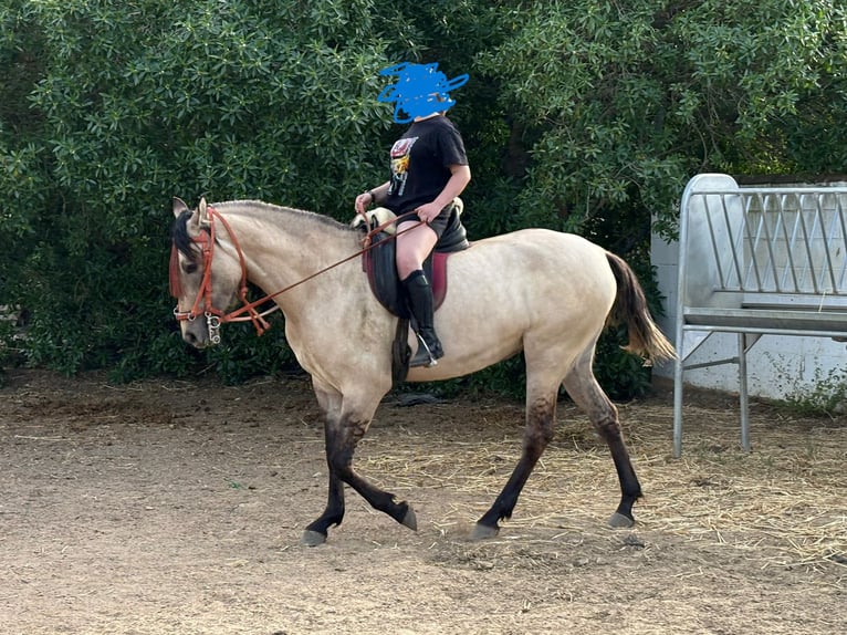 PRE Mix Mare 3 years 15,1 hh Dun in Puerto Real