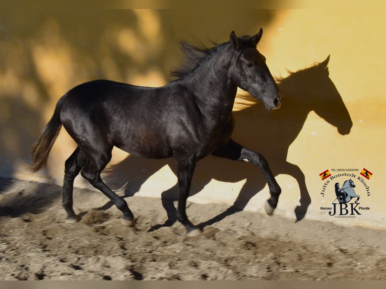 PRE Mare 3 years 15,1 hh Gray-Dark-Tan in Tabernas Almeria