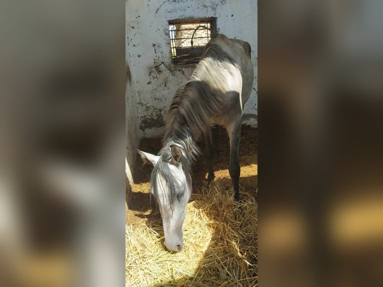 PRE Mare 3 years 15,1 hh Gray in Almeria