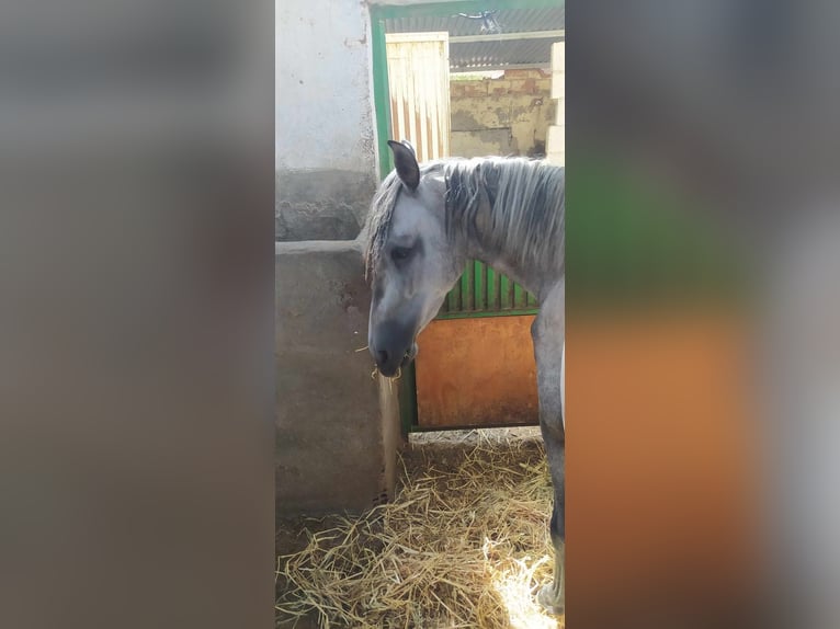 PRE Mare 3 years 15,1 hh Gray in Almeria