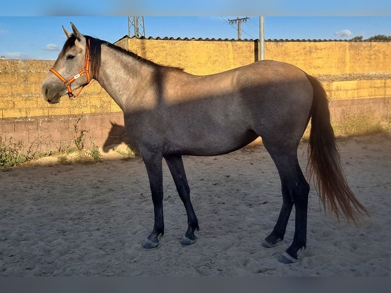 PRE Mix Mare 3 years 15.1 hh Grey-Red-Tan in Caceres
