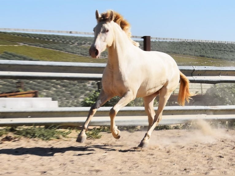 PRE Mare 3 years 15,1 hh Pearl in Provinz Cordoba