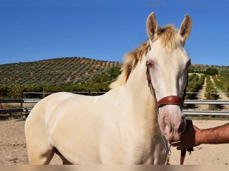 PRE Mare 3 years 15,1 hh Pearl in Provinz Cordoba