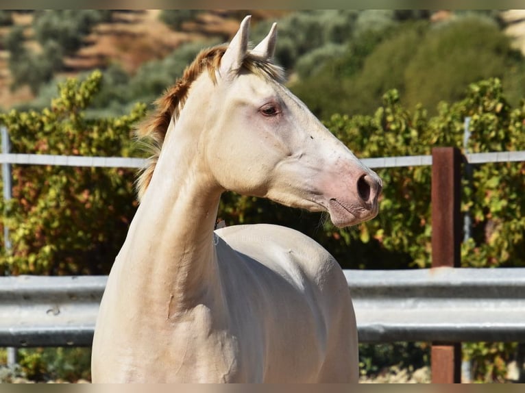 PRE Mare 3 years 15,1 hh Pearl in Provinz Cordoba