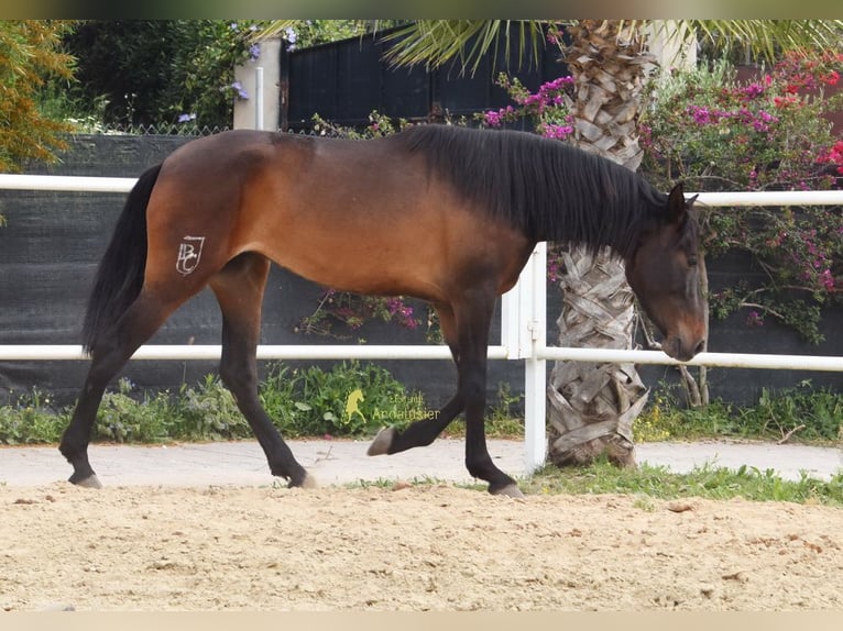 PRE Mare 3 years 15.2 hh Bay-Dark in Provinz Malaga