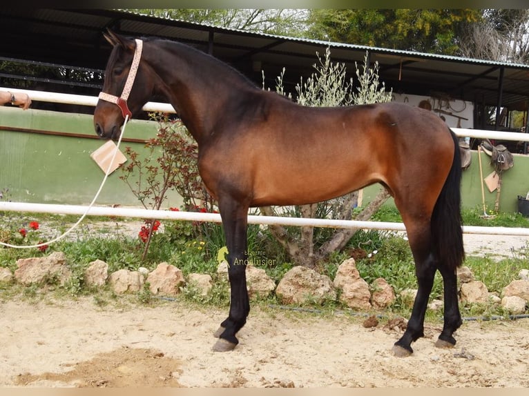 PRE Mare 3 years 15.2 hh Bay-Dark in Provinz Malaga