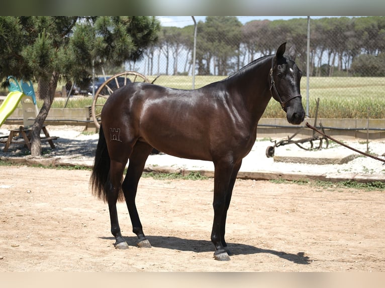 PRE Mix Mare 3 years 15,2 hh Black in Hamburg