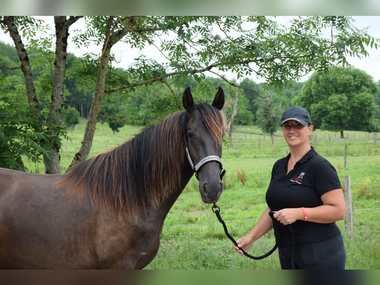 PRE Mare 3 years 15,2 hh Black in Caumont