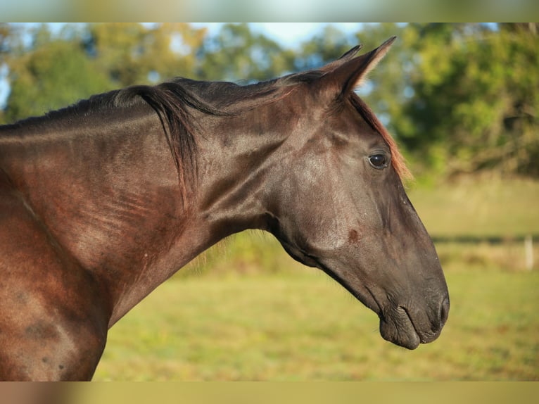 PRE Mare 3 years 15,2 hh Black in CAUMONT