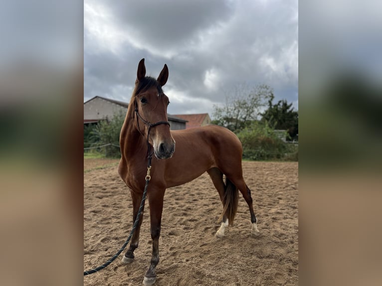 PRE Mare 3 years 15,2 hh Brown in Werneck