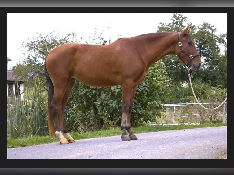 PRE Mare 3 years 15,2 hh Brown in Werneck