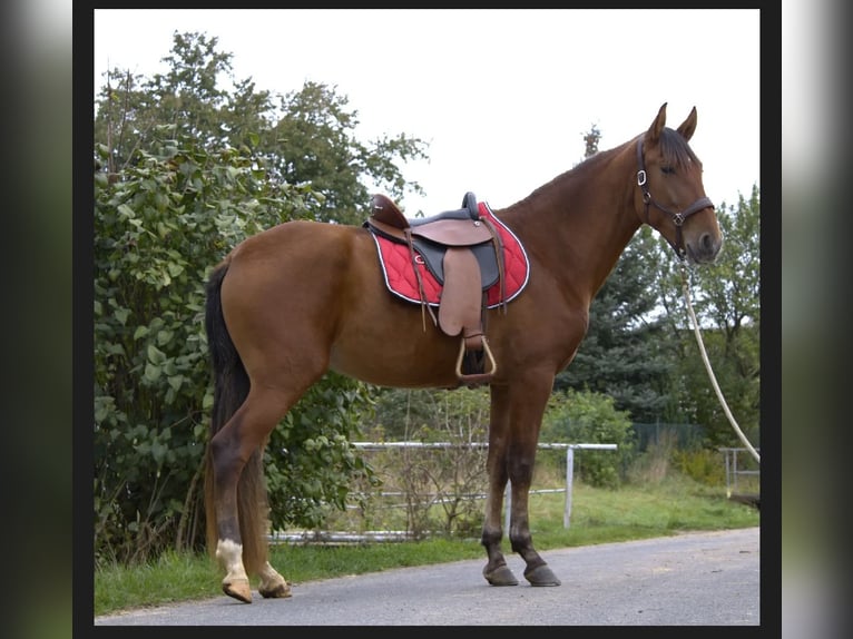 PRE Mare 3 years 15,2 hh Brown in Werneck