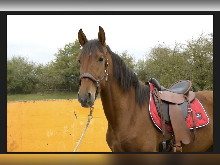 PRE Mare 3 years 15,2 hh Brown in Werneck