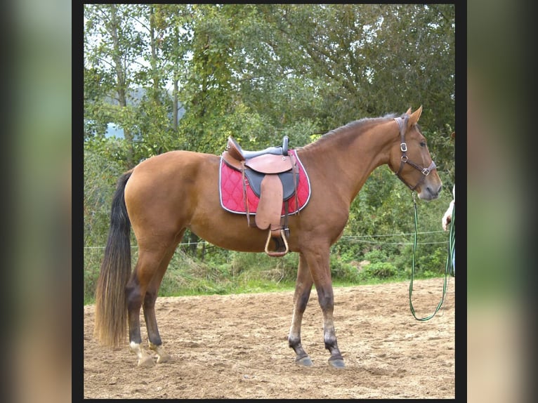 PRE Mare 3 years 15,2 hh Brown in Werneck