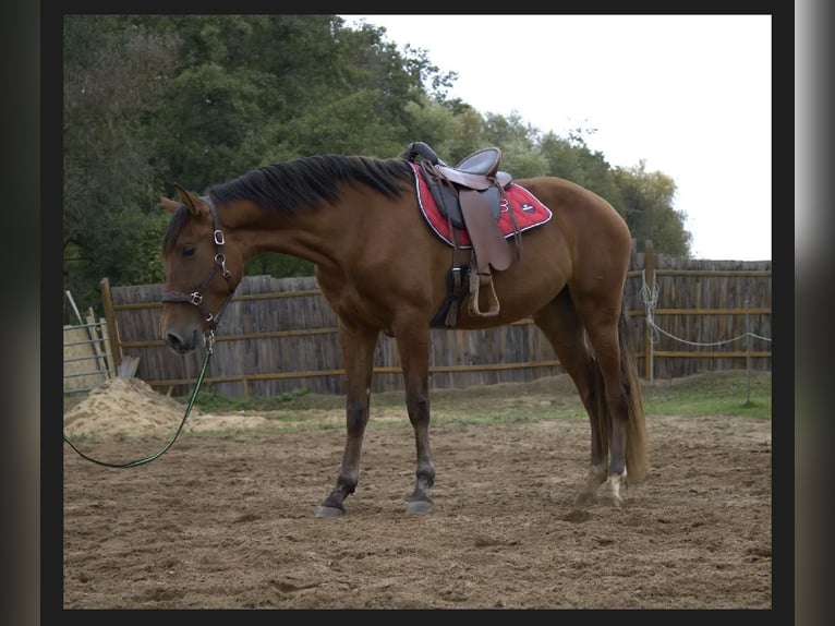 PRE Mare 3 years 15,2 hh Brown in Werneck