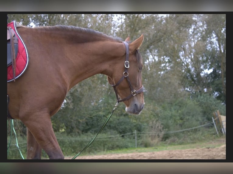 PRE Mare 3 years 15,2 hh Brown in Werneck