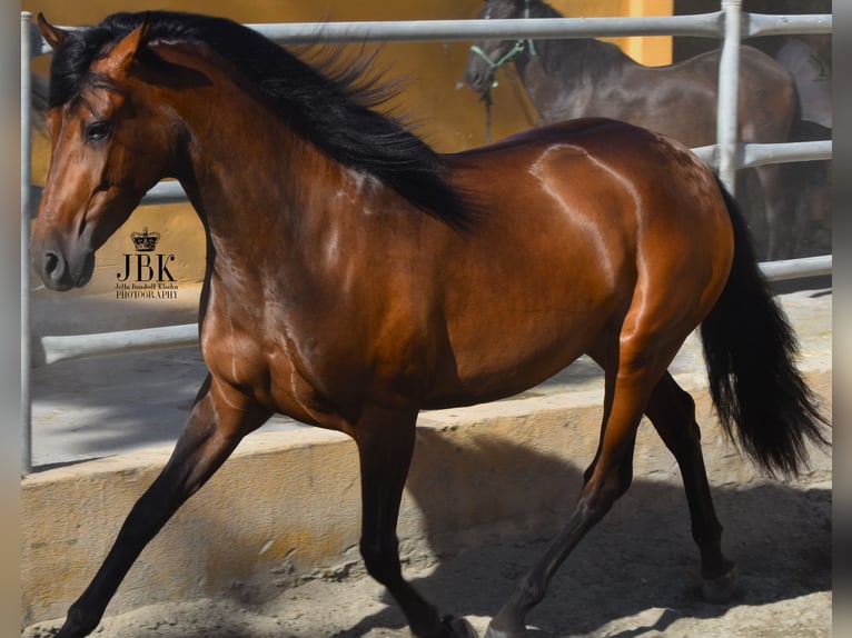 PRE Mare 3 years 15,2 hh Brown in Tabernas Almeria