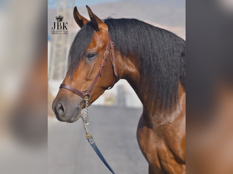 PRE Mare 3 years 15,2 hh Brown in Tabernas Almeria