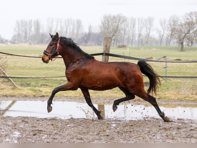 PRE Mix Mare 3 years 15.2 hh Brown in Wremen