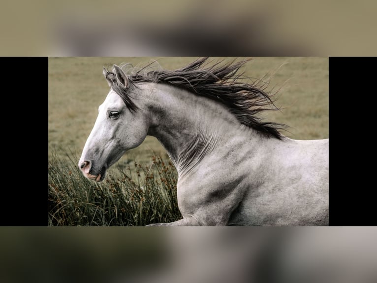 PRE Mare 3 years 15.2 hh Brown Falb mold in Otterberg