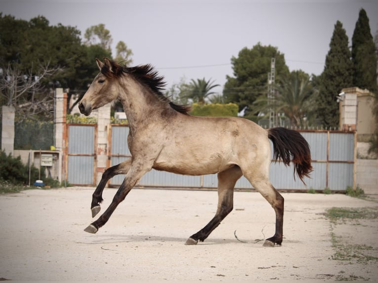 PRE Mix Mare 3 years 15.2 hh Buckskin in Valencia