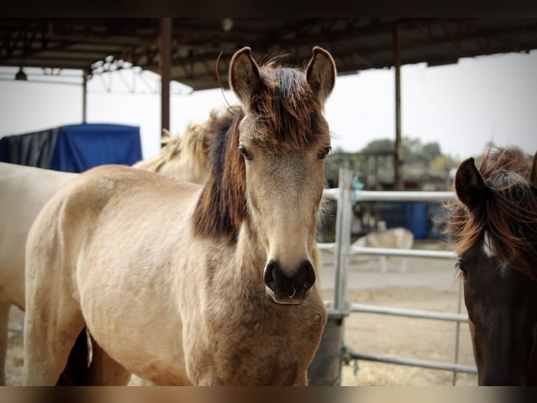 PRE Mix Mare 3 years 15.2 hh Buckskin in Valencia