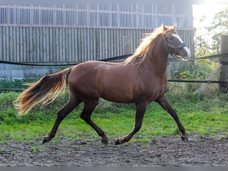 PRE Mix Mare 3 years 15.2 hh Chestnut-Red in Wremen