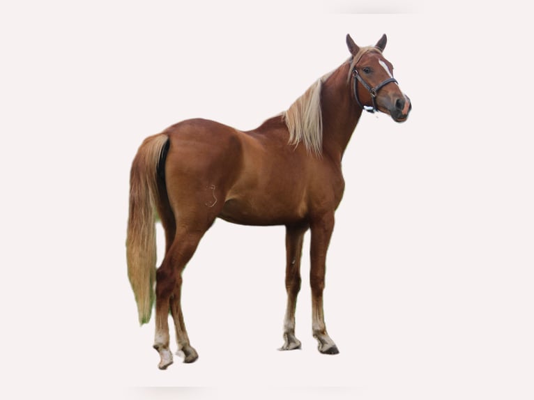 PRE Mare 3 years 15,2 hh Chestnut-Red in Wremen