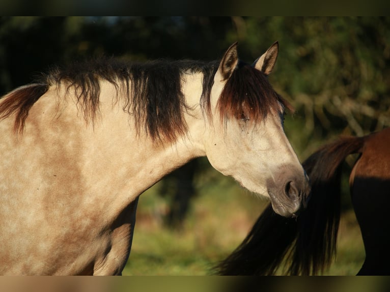 PRE Mare 3 years 15,2 hh Dun in Caumont