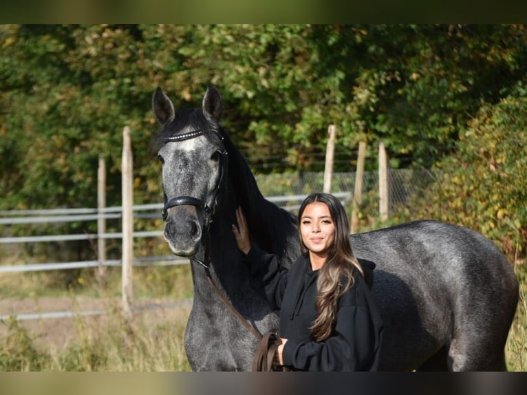 PRE Mare 3 years 15,2 hh Gray-Blue-Tan in Bussum