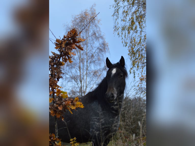 PRE Mix Mare 3 years 15,2 hh Gray in Kubschütz