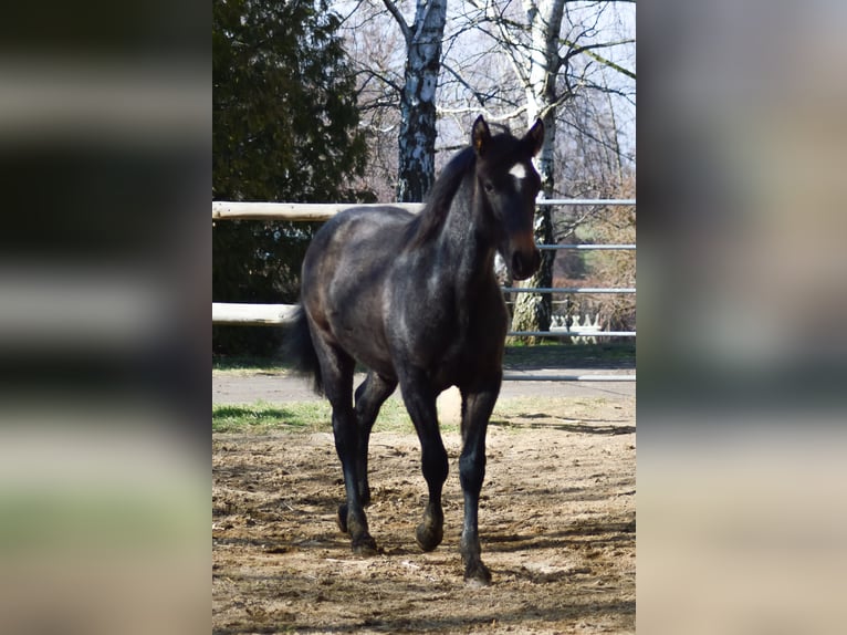 PRE Mix Mare 3 years 15,2 hh Gray in Kubschütz