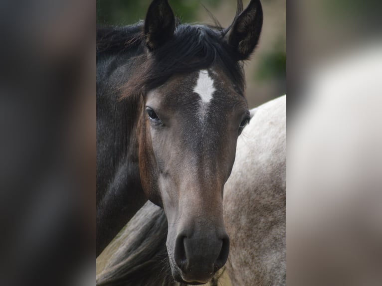 PRE Mix Mare 3 years 15,2 hh Gray in Kubschütz