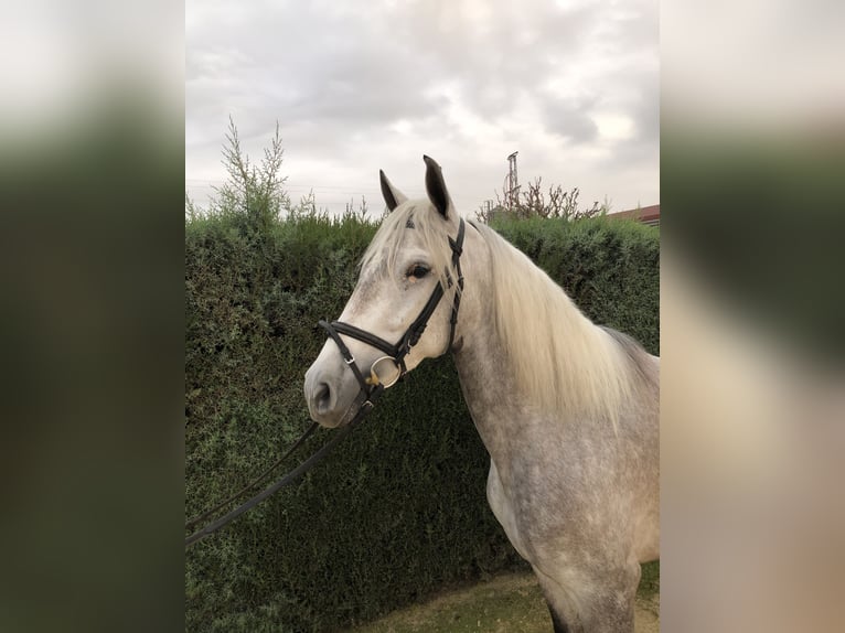 PRE Mare 3 years 15,2 hh Gray in Pilas