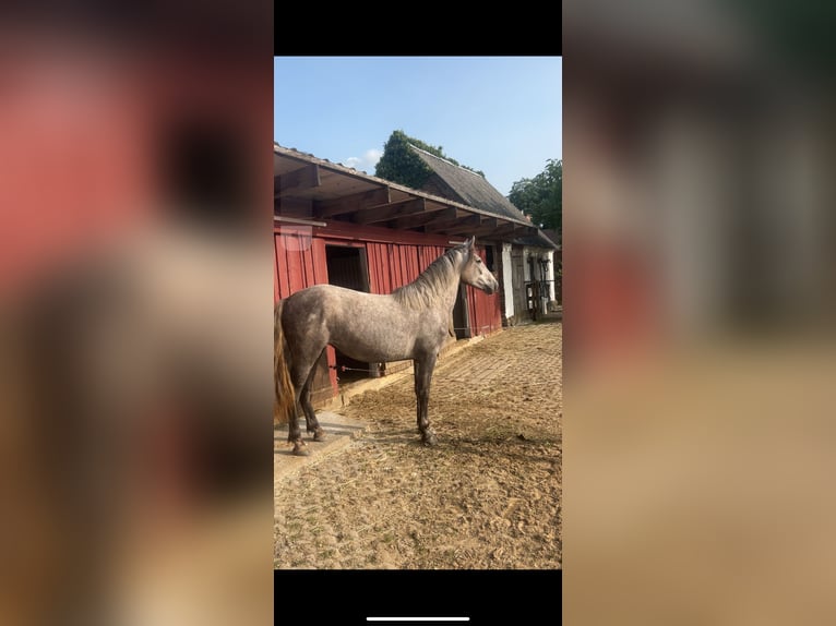 PRE Mix Mare 3 years 15,2 hh Gray in Streitheide