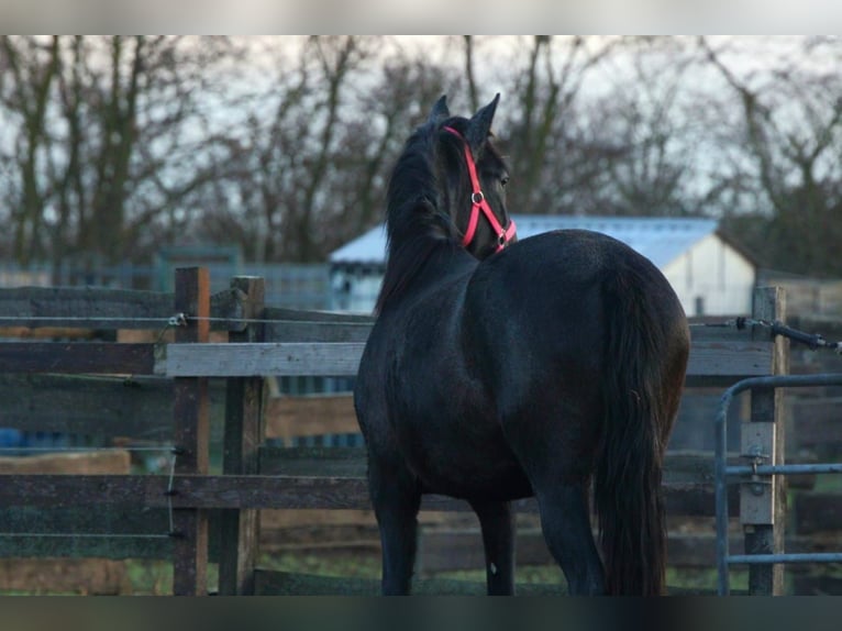 PRE Mare 3 years 15,2 hh Grey-Dark-Tan in Brandis