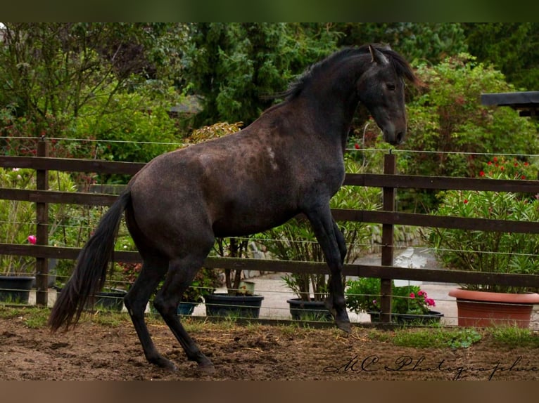PRE Mare 3 years 15,2 hh Grey-Dark-Tan in Brandis