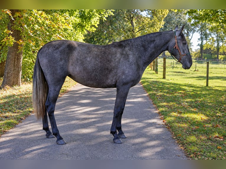 PRE Mare 3 years 15.2 hh Grey-Dark-Tan in Teldau