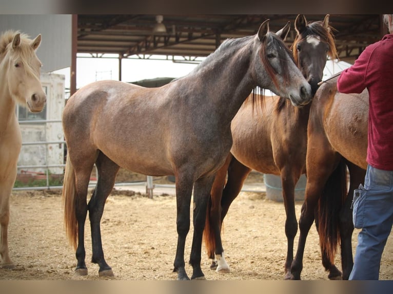 PRE Mix Mare 3 years 15.2 hh Grey in Valencia