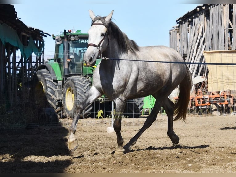 PRE Mare 3 years 15.2 hh Grey in Provinz Granada