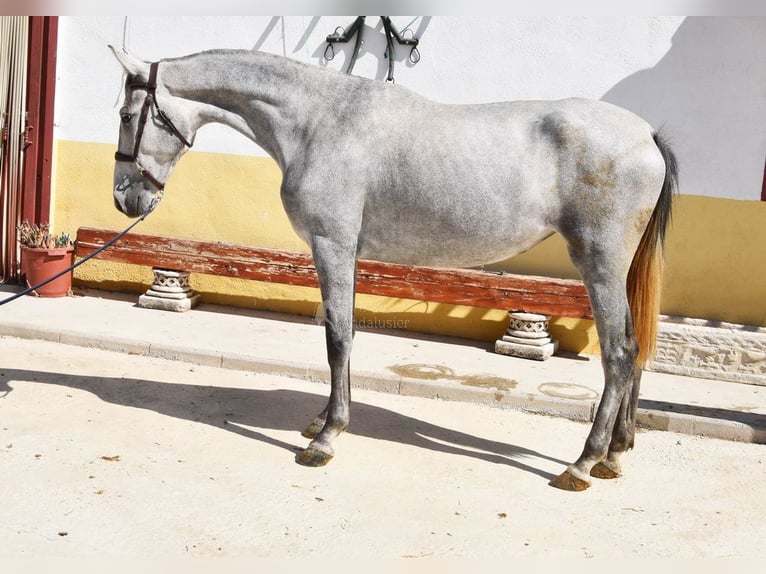 PRE Mare 3 years 15.2 hh Grey in Provinz Granada