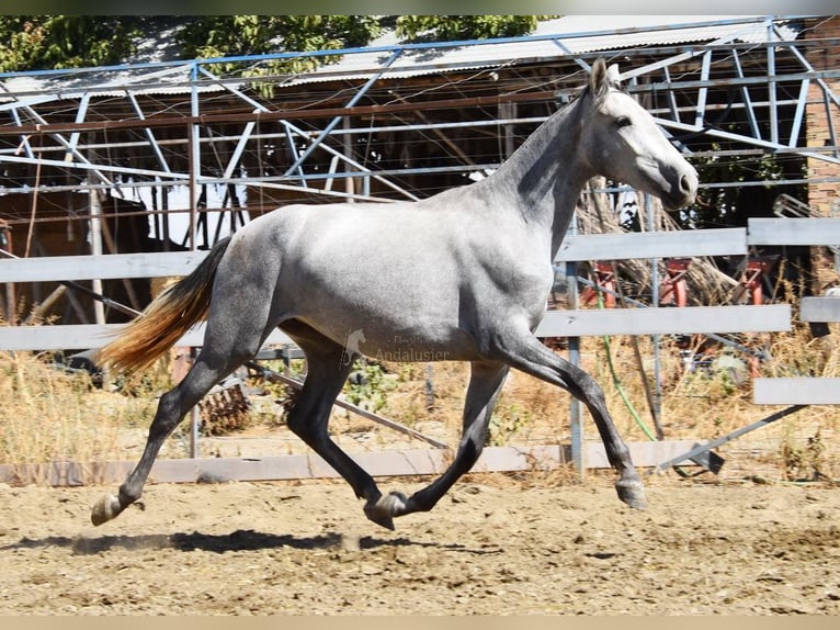 PRE Mare 3 years 15.2 hh Grey in Provinz Granada