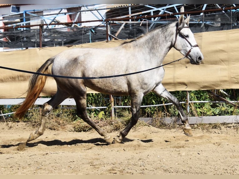 PRE Mare 3 years 15.2 hh Grey in Provinz Granada
