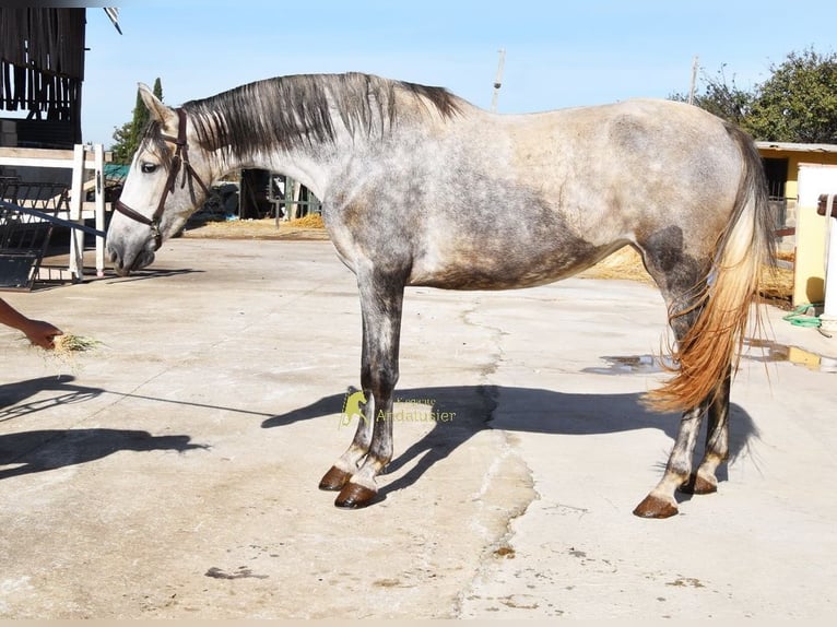 PRE Mare 3 years 15.2 hh Grey in Provinz Granada