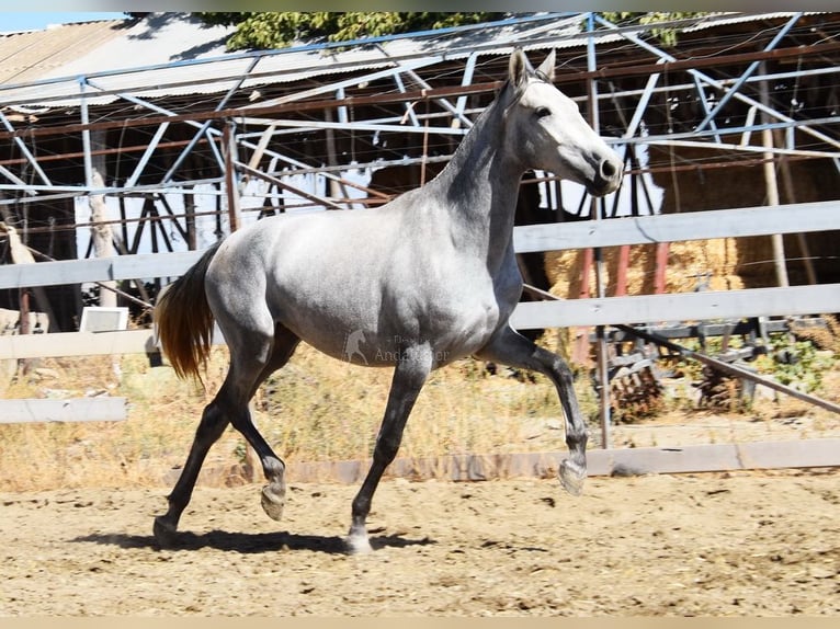 PRE Mare 3 years 15.2 hh Grey in Provinz Granada