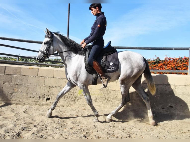 PRE Mare 3 years 15.2 hh Grey in Provinz Malaga